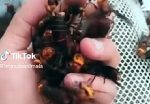 Ovaj snimak tjera jezu u kosti (VIDEO)