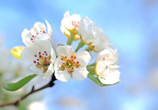 Danas razvedravanje sa više sunčanih intervala