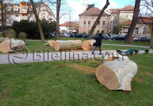 Posječen zbog rizika od iznenadnog pada