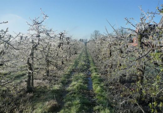 Zbog mraza sredinom sedmice neophodna zaštita biljaka