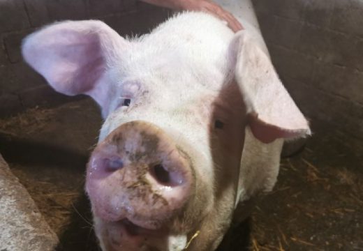 Neobična sudbina vepra Srećka: Ispao iz prikolice, pa ga spasila djeca