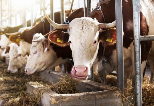 Danas kreće prvi kontingent goveđeg mesa za Tursku
