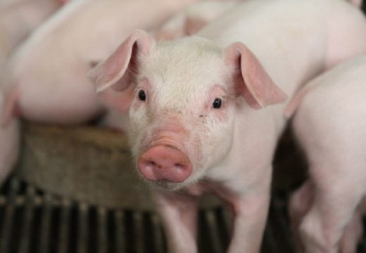 U susret nikad skupljim praznicima: Prasići opet poskupjeli, evo koliko košta kilogram žive vage