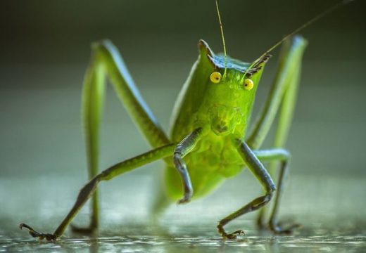 Da li biste probali sladoled sa ukusom cvrčaka? Neki tvrde da je ukus “iznenađujuće lijep”, a posut je sušenim insektima!