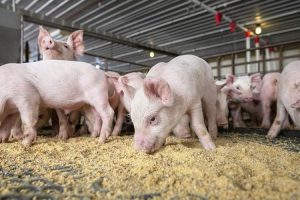 Opet poskupjeli prasići u Srpskoj: Vaskrs možemo očekivati rekordnu cijenu