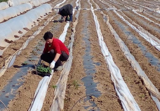 Najvrijedniji povrtlari izašli danas na njive