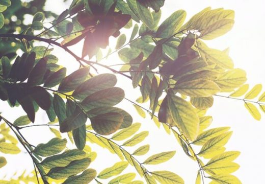 Donosi nesreću: Ako imate ovu biljku u dvorištu, uklonite je odmah