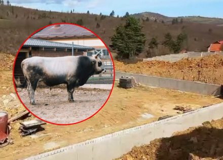 BiH dobija savremenu arenu za borbu bikova (Video)