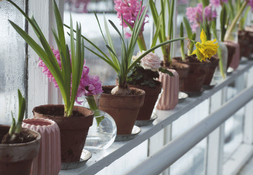 Ove sobne biljke mogu preživjeti u prostorijama bez svjetla