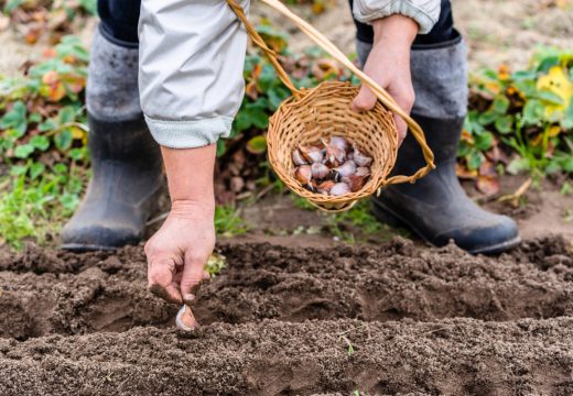 Na njivi i u bašti: Pred nama je martovska sjetva