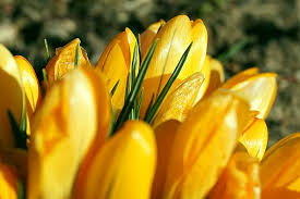 Šafran cvjeta samo tri nedjelje godišnje, a kilogram može da donese čak 2.000 USD zarade