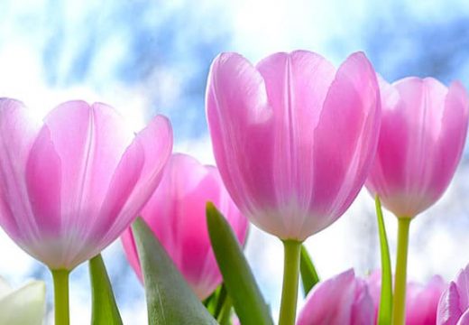 Reci mi svoj omiljeni cvijet i reći ću ti sve o tebi