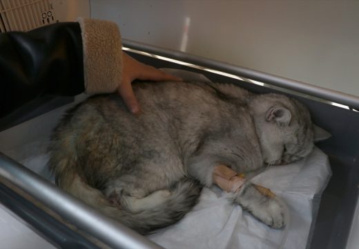 Vlasnica danima dolazila i tražila kućnog ljubimca