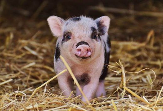 Prasići „idu“ na 10 KM, cijena uprkos postu raste svaki dan