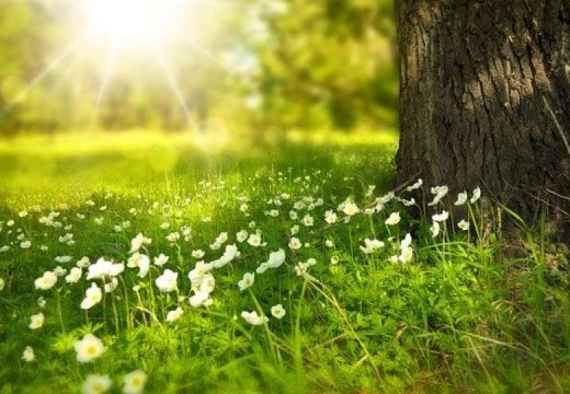 Danas pretežno sunčano, krajem dana kiša