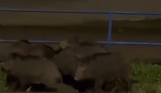 Nestvarni prizori: Divlje svinje šetale Vogošćom