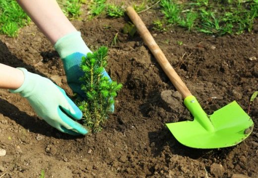 Poziv za doprinos ozelenjavanju Semberije