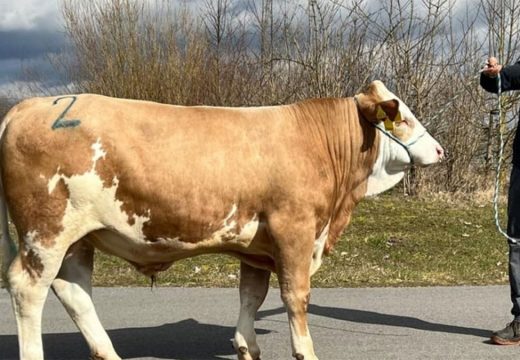 Bik prodat za nevjerovatnih 144.000 evra (VIDEO)