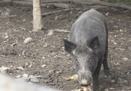 Tomo pripitomio divljeg vepra od 200 kilograma: Mićko je prava atrakcija