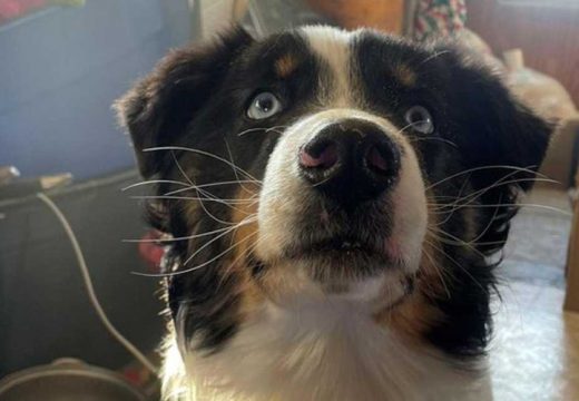 Izgubljeni pas se vratio kući poslije epskog putovanja preko leda Beringovog mora (VIDEO)