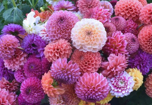 Baštensko cvijeće: Dalija, simbol novog života i pobjede nad hladnoćom