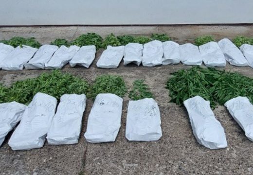 Bračnom paru iz Brčkog 3 godine zatvora jer su na plantaži uzgajali indijsku konoplju