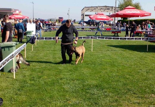 U nadmetanju za nagrade čak 270 pasa  (FOTO)