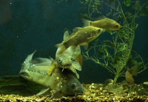 Iza stakla pitoni, kornjače, gušteri, ribice… (FOTO)