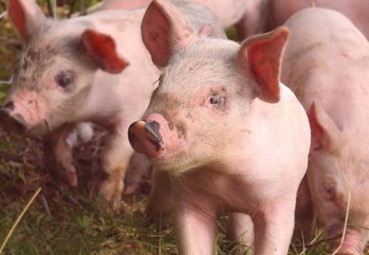 Preprodavci dižu cijenu prasića do 15 KM po kg