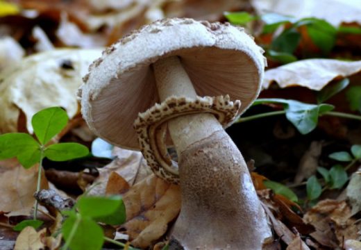 BiH ništa nije uradila u vezi s očuvanjem gljiva