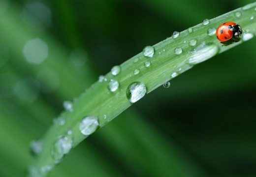 Danas pretežno oblačno vrijeme sa lokalnim pljuskovima