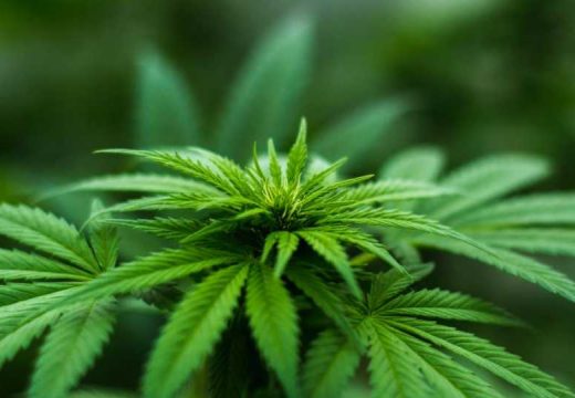 Njemačka planira legalizovati kanabis za ličnu upotrebu: Evo koja količina će biti dozvoljena