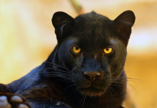 Na koju divlju životinju liči svaki horoskopski znak