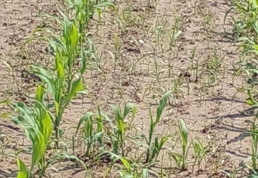 Usljed velike vlažnosti zemljišta bujaju korov i biljne bolesti