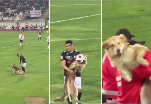 Pas uletio na teren i ukrao loptu fudbalerima, morali su da ga iznesu (VIDEO)