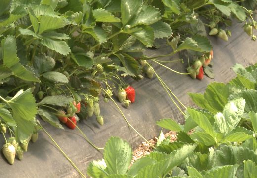 Teška godina za poljoprivredne proizvođače