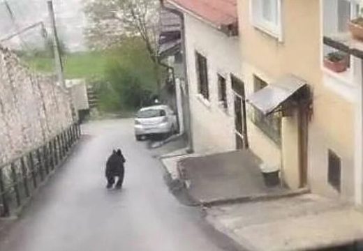 Medvjed na Vratniku, interventni tim lovačkog društva upućen na teren