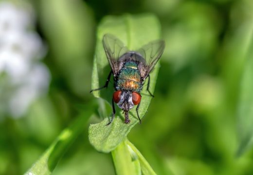 Uz ovaj trik otjeraćete muhe bez pesticida