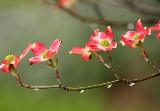 Danas prije podne suvo, popodne kiša