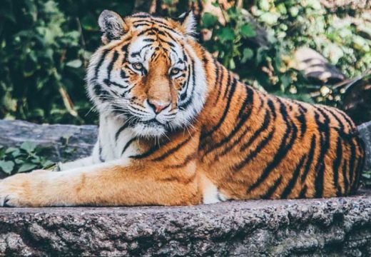 Cvjeta crno tržište egzotičnih životinja u BiH