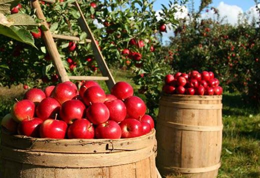 Vrijednost voćarske proizvodnje u Srpskoj veća od 220 miliona KM godišnje