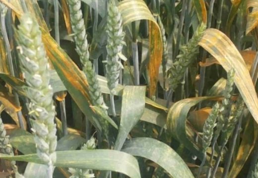 Žuta rđa pokosila pšenicu u BiH