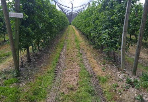 Kasni mrazevi i obilne kiše umanjili prinose