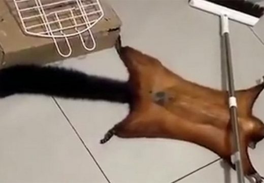 Kraljica drame: Vjeverica lažirala sopstvenu smrt (VIDEO)