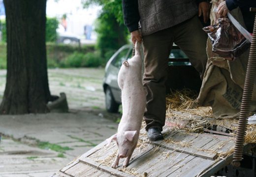 Švercovani prasići tempirana bomba