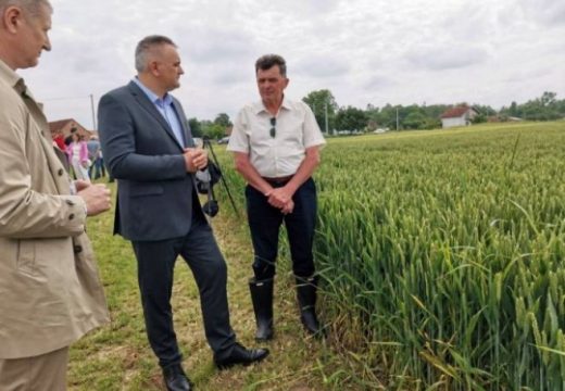 Minić: Očekivani rod pšenice 550 kilograma po dunumu (Video)