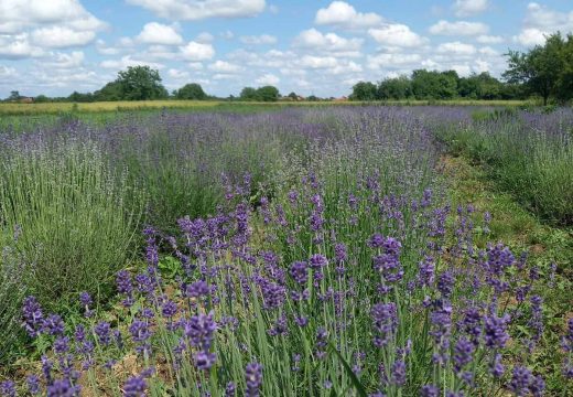 Procvjetale jedine lavande u Semberiji