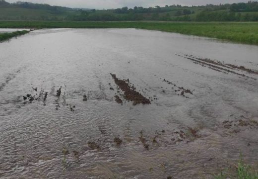 Zbog padavina i poplava najviše stradalo voće i pšenica