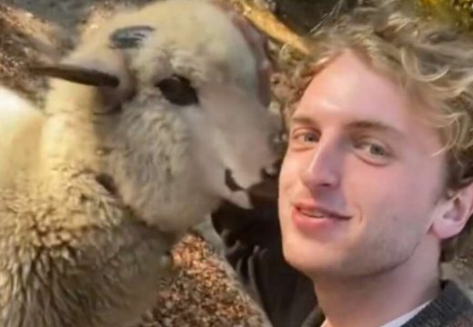 Svako jutro ustaje u 6 da nahrani piliće, a posao pastira obožava (VIDEO, FOTO)