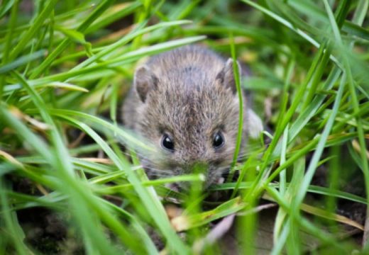Izletnicima prijeti zaraza od mišje groznice